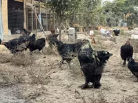 Chickens — fotografija 1