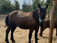 Cheval, Chevaux — photo 5
