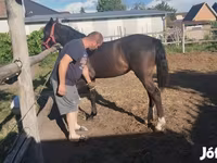 घोड़ी, Dutch warmblood horse — फ़ोटो 3