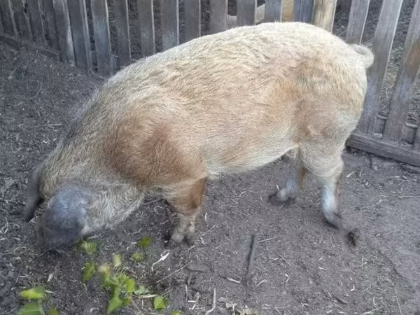 Locha, Świnie — Węgry