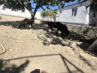 Carneiro, Ovelhas — foto 5