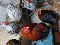 Pekin-Zwerg — Foto 6