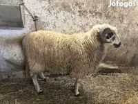 Ovan, Racka sheep — fotografija 1