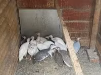 Guinea fowl — Foto 4