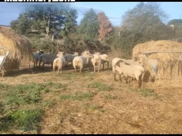 Owca, Vendee sheep