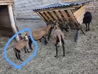 Qoç, Qoyunlar — foto 2