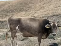 Krava, Ukrainian Brown Dairy Cattle — fotografija 4