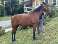 Kobila, Standardbred — fotografija 2