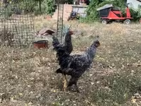 Chickens — الصورة 4