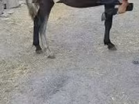 Kobyła, Konie — zdjęcie 4