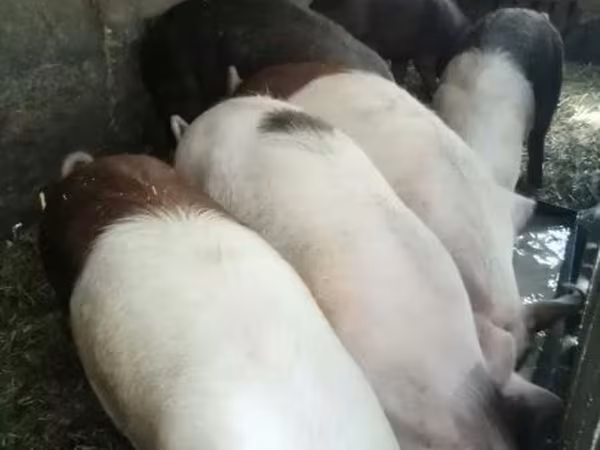 Säue, Schweine