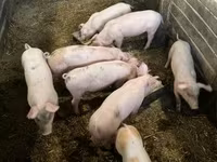 Schweine (Partie, Geschlecht nicht angegeben), Крупная белая — Foto 1