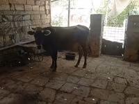 Cow, Azerbaijani zebu — photo 4