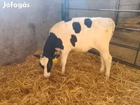 Buğa, Holştin irqi — foto 4