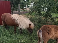 Kobila, Australian Pony — fotografija 5
