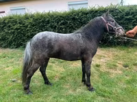 Cheval, Appaloosa — photo 2
