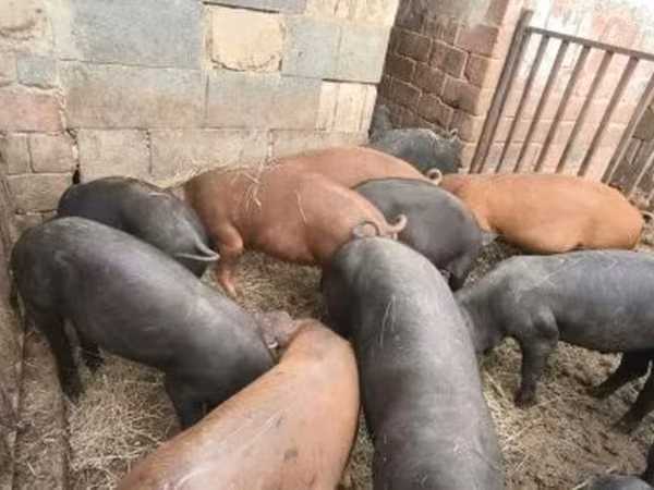 公猪, Pigs