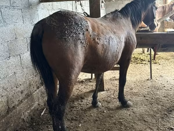 Kobyła, Konie