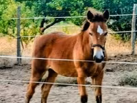 Toychoq, Haflinger — 4-rasm