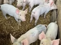 Locha — zdjęcie 3