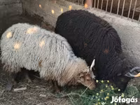 Oveja, Racka sheep — foto 1