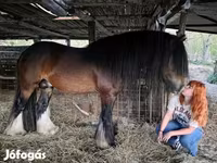 Caballo, Gypsy horse — foto 4