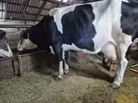 Krowa, Russian Black pied cattle — zdjęcie 4