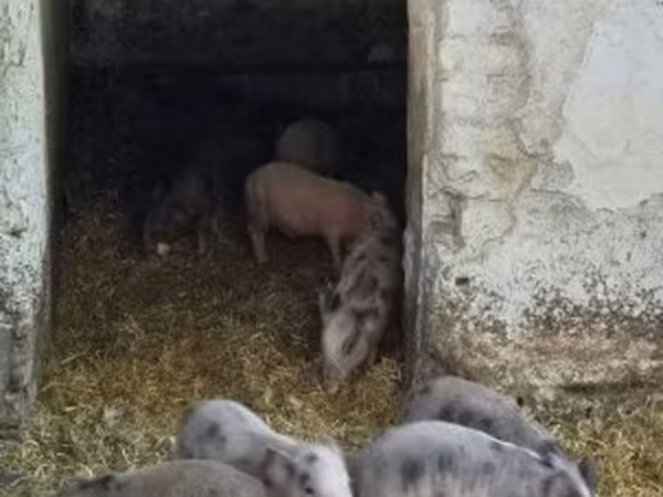 Schweine (Partie, Geschlecht nicht angegeben), Вьетнамская вислобрюхая