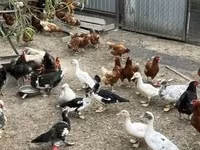 Ducks — Foto 2