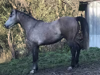 Pastuv, Arabian horse — fotografija 3