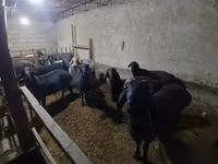 Baran, Owce — zdjęcie 2