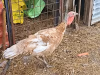 Turkeys — Foto 1