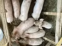 猪（批次，未指定性别）, Pigs — 照片 3