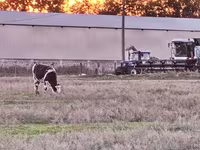 Cow, Russian Black pied cattle — photo 1