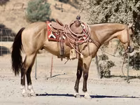 Pastuv, Quarter Horse — fotografija 3