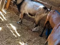 公山羊, Goats — 照片 3