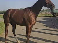 Kobyła, Thoroughbred horse — zdjęcie 3