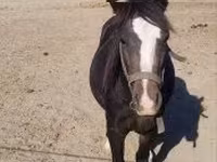 Caballo, Caballos — foto 2