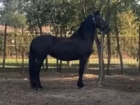 Jument, Friesian — photo 2