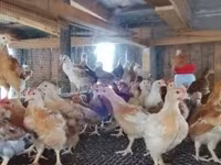 Chickens — Foto 3