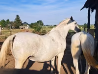 Kobyła, Lipizzaner — zdjęcie 3