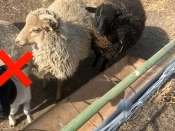 母羊, Sheep