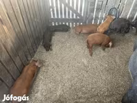 Boar, Мангалица — photo 8