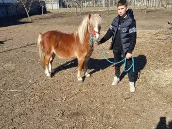 Caballo, Caballos