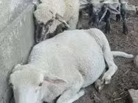 Qoç, Tsigai sheep — foto 3
