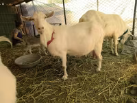 Koze (partija, pol nije naveden), Saanen goat — fotografija 1