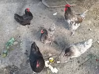 Chickens — zdjęcie 5