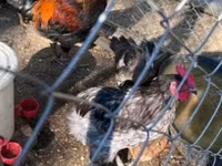 Marans — Foto 1