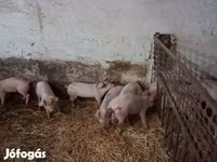 Krmača, Свиње — fotografija 1
