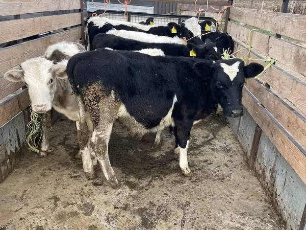 Krowa, Russian Black pied cattle